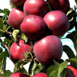 Mar Pompink, pom columnar