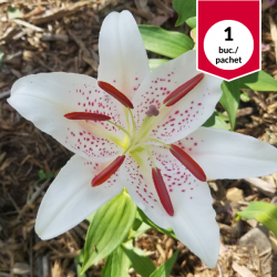 Lilium Solution Oriental,...