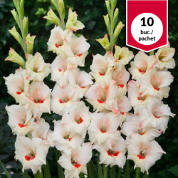 Gladiolus Butterfly...