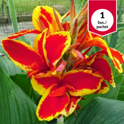 Canna Lucifer, bulb de...