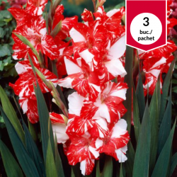 Gladiolus Zizanie, bulbi de...