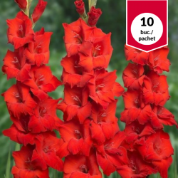 Gladiolus Oscar, bulbi de...