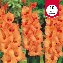 Gladiolus Peter Pears,...