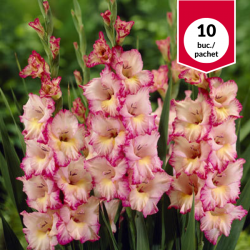 Gladiolus Priscila, bulbi...