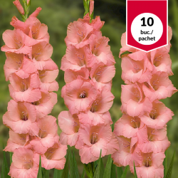 Gladiole Spic and Span,...