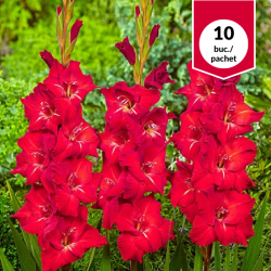 Gladiolus Traderhorn, bulbi...