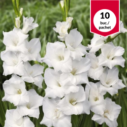 Gladiolus White Prosperity,...