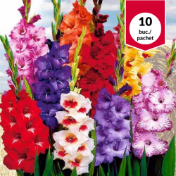 Gladiole Mixed, bulbi de...