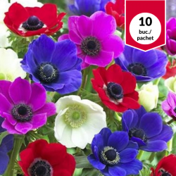 Anemona de Caen Mixed,...