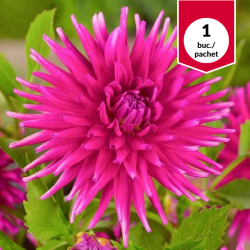 Dahlia Cactus Purple Gem,...