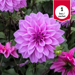 Dalia Lilac Time, bulb de...