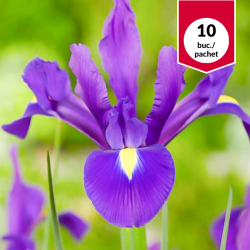 Iris Purple Sensation...