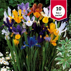 Iris Mix Hollandica, bulbi...