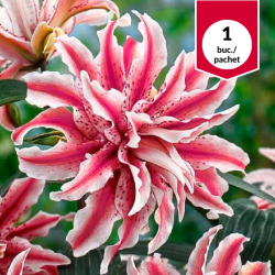 Lilium Magic Star, bulb de...