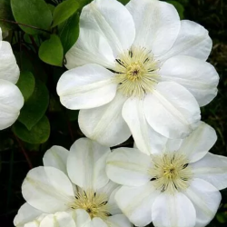 Clematis Marie Boisselot,...