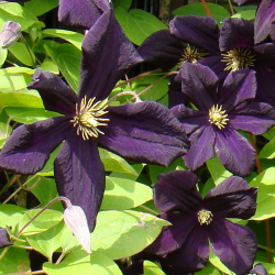 Clematis Romantika, arbust...