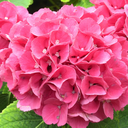 Hortensie Alpengluhen,...