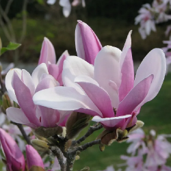 Magnolia George Henry Kern,...