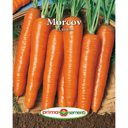 Seminte morcov Kuroda