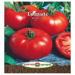 Seminte tomate Buzau 22