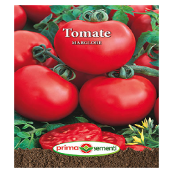 Seminte tomate Marglobe
