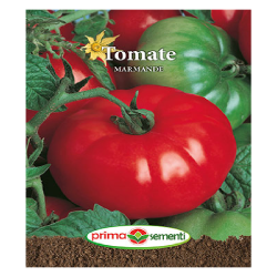 Seminte tomate Marmande