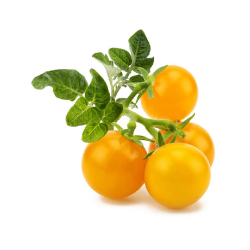 Seminte tomate Yellow Cherry