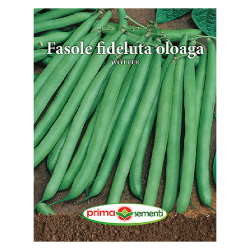 Seminte fasole oloaga...