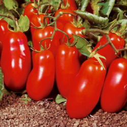 Seminte tomate San Marzano GP