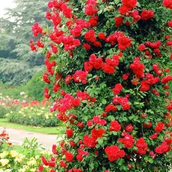 PRECOMANDA - Paul Scarlet,...