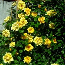 PRECOMANDA - Sutter’s Gold,...