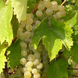 Vie altoita vin Feteasca Alba