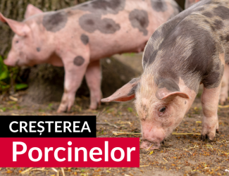 concentrat porci