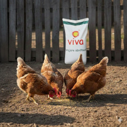 Furaj natural pentru cresterea pasarilor, Viva, 30 kg