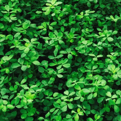 Seminte lucerna nedrajata...