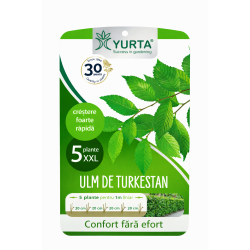 Ulm de turkestan, gard viu...