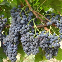 Cabernet Sauvignon, butasi...