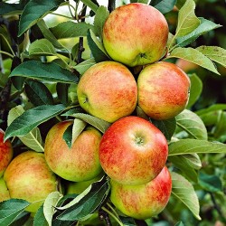 Mar Jonagold, pom fructifer...