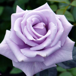 The form take a picture sharply Sterling, butasi de trandafir parfumati cu radacina protejata