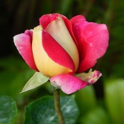 Trandafir Galben-Roz...