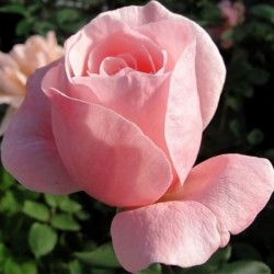 Trandafir Roz Pal England...