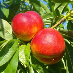 Nectarin Fantasia, pom...