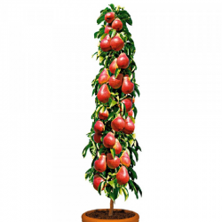 Par Decora, pom fructifer...