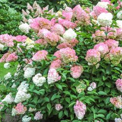 Hortensia Pink Lady, arbust...