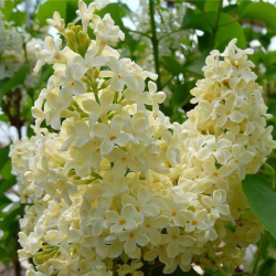 Liliac Primrose, arbust...