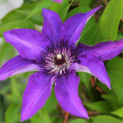 Clematis President, planta...