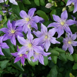 Clematis Justa, planta...