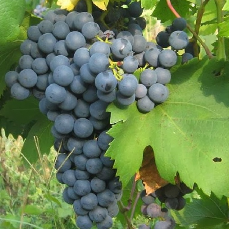 Молдова описание сорта. Сорт винограда кишмиш молдавский. Виноград Молдова синий. Молдова гроздь винограда. Виноград Молдова на белом.
