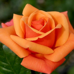 Trandafir Portocaliu Beaute...