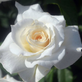 Trandafir Alb White ,...